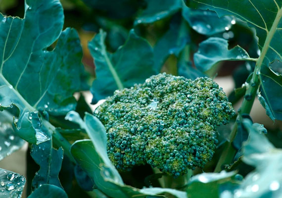 A brokkoli igazi szupertáplálék, rostdús, folsavat és karotinoidokat tartalmaz, valamint sok klorofillt, ami segíti a vér oxigénszállítását. 