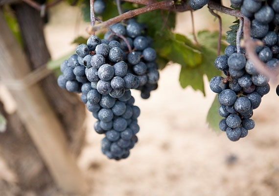 A kék szőlő héja tele van polifenolokkal, melyek antioxidáns vegyületek. Az egész szőlő nagyon jót tesz a bőrnek: a szőlőmagolaj és a szőlőmagőrlemény is. 
