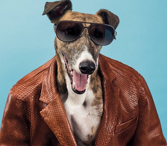 Napszemüveg és bőrzakó: csak kevés kutya lehet ilyen menő.