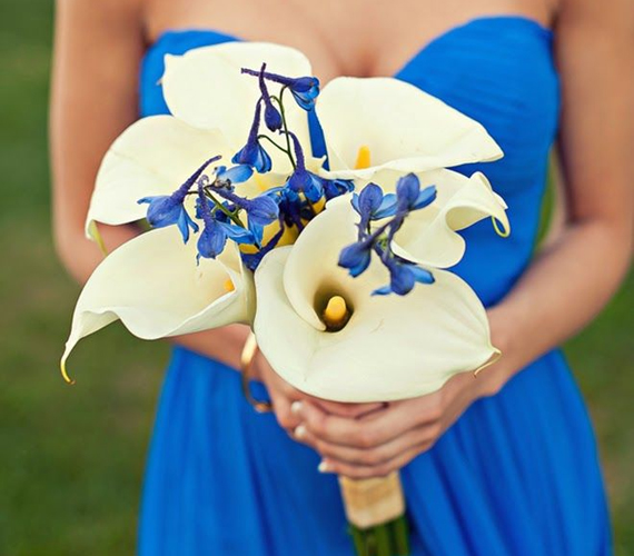 A kála nagyon elegáns, így tökéletes esküvői virág, némi nősziromszerű kékséggel összefogva.