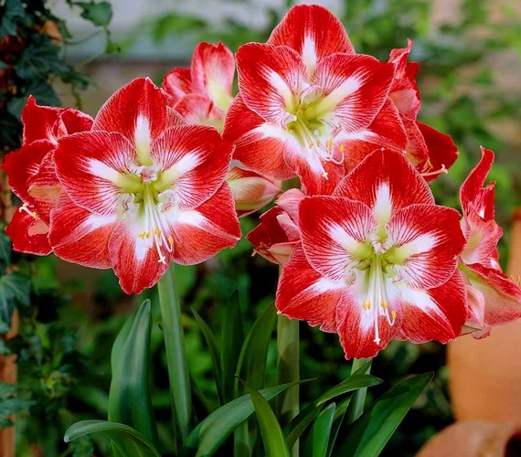 Önmagában is gyönyörű az amarillisz, de klasszikus formájának köszönhetően más illatmentes virágokkal is jól párosítható.