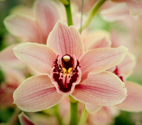 Az orchidea jelenleg az egyik legelterjedtebb esküvői virág, és szerencsére egyáltalán nincs illata.